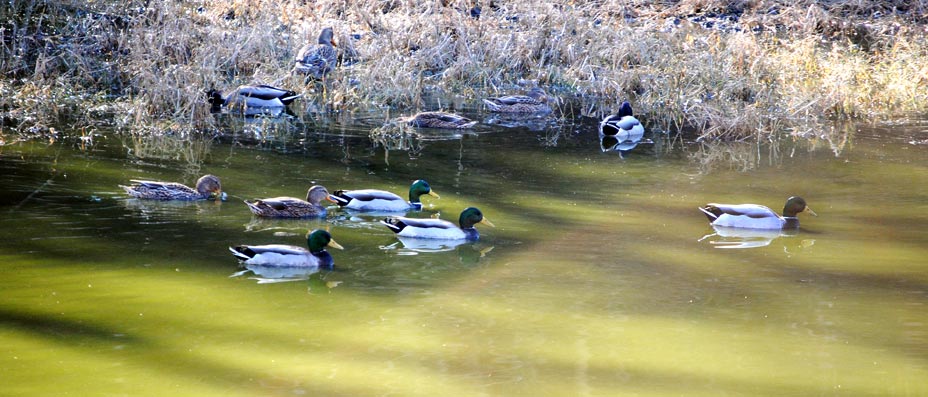 treatment_plant_birds_slider