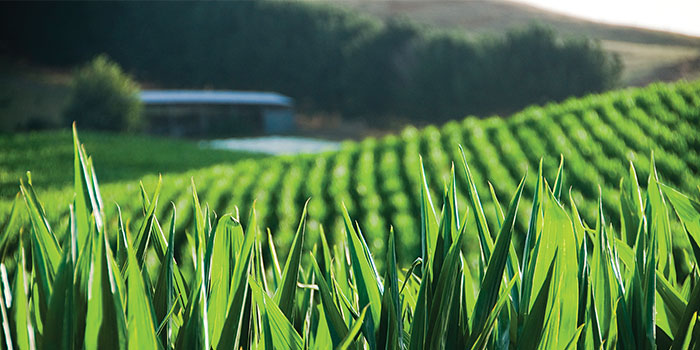 Green Field